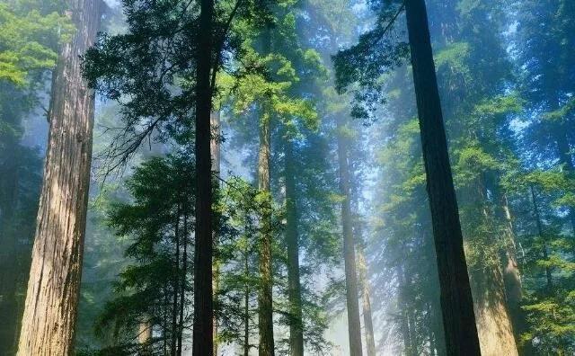 秸稈顆粒的應用范圍和優勢分析 秸稈顆粒的應用范圍和優勢分析