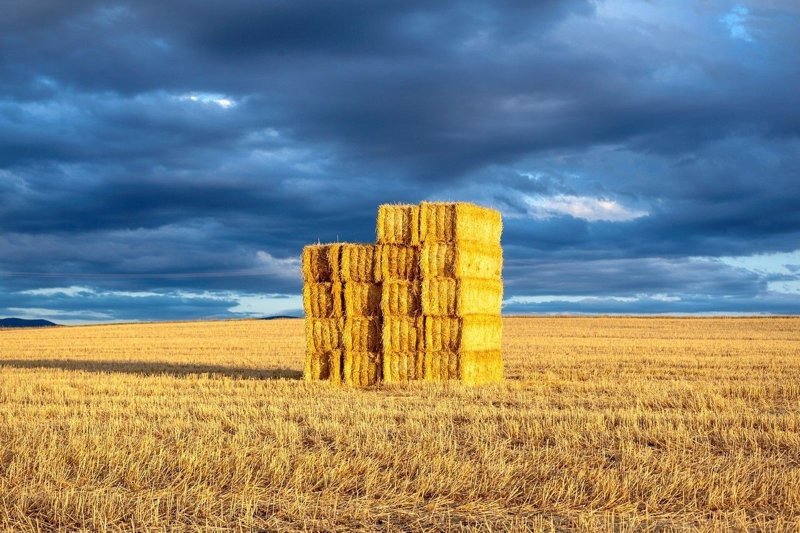 玉米秸稈圖 玉米秸稈圖