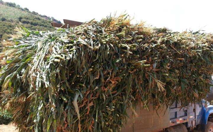 黑龍江省穆棱市玉米秸稈 黑龍江省穆棱市玉米秸稈