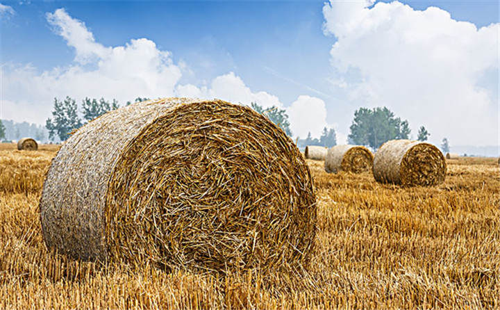 玉米秸稈圖片 玉米秸稈圖片