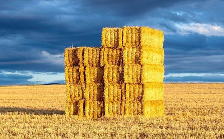 玉米秸稈顆粒燃料 玉米秸稈顆粒燃料