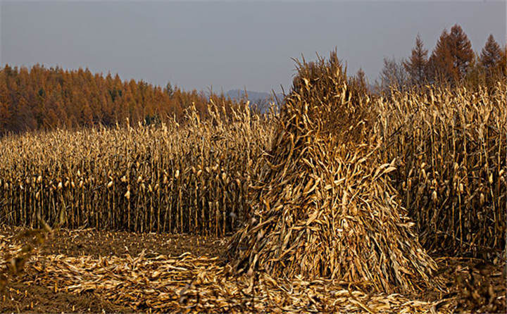 黑龍江省海倫市用于秸稈綜合利用共投入1.6億元，加快玉米秸稈顆粒機的使用