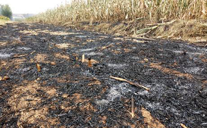 秸稈焚燒過后的土地 秸稈焚燒過后的土地