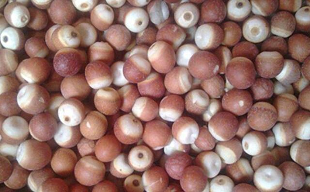 芡實果實 芡實果實