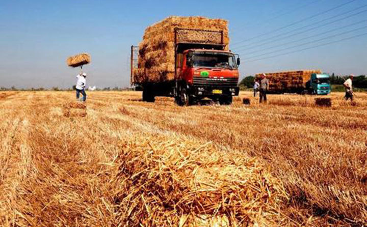 黑龍江秸稈 黑龍江秸稈