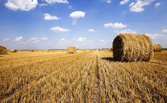 秸稈產(chǎn)量總體呈現(xiàn)增長(zhǎng)趨勢(shì)