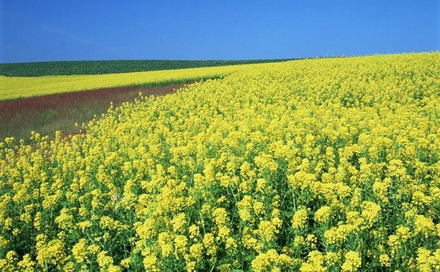 src=http___pic14 src=http___pic14