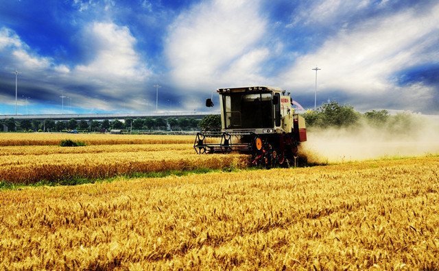 麥?zhǔn)請(qǐng)D片 麥?zhǔn)請(qǐng)D片