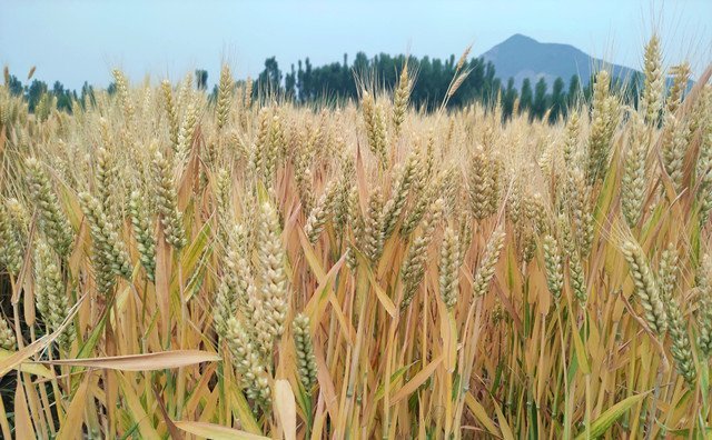 小麥秸稈 小麥秸稈