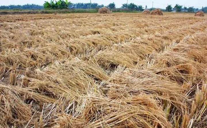 吉林靖宇加大補(bǔ)貼實(shí)施“秸稈變?nèi)狻惫こ? width= 吉林靖宇加大補(bǔ)貼實(shí)施“秸稈變?nèi)狻惫こ?/></p><p>靖宇縣共有耕地面積41.1萬(wàn)畝,其中糧食種植面積27.1萬(wàn)畝,每年產(chǎn)生秸稈8.49萬(wàn)噸,其中玉米產(chǎn)生秸稈7.3萬(wàn)噸。全縣秸稈總利用量達(dá)到7.5萬(wàn)噸。目前飼料化利用率只有1.8萬(wàn)噸,利用率占比24%,秸稈飼料開發(fā)利用空間很大。</p><p><br/></p><p>靖宇縣將積極協(xié)調(diào)資金,重點(diǎn)支持肉牛家庭牧場(chǎng)、養(yǎng)殖專業(yè)合作社和龍頭企業(yè)及具有帶戶能力的肉牛養(yǎng)殖場(chǎng)開展標(biāo)準(zhǔn)化改造;引進(jìn)優(yōu)質(zhì)肉牛凍精為優(yōu)質(zhì)育齡母牛繁育改良;對(duì)肉牛養(yǎng)殖場(chǎng)全株玉米青貯10噸以上的,按照每噸60元的國(guó)家補(bǔ)貼標(biāo)準(zhǔn)給予補(bǔ)貼。</p><p>全面推進(jìn)“秸稈變?nèi)狻惫こ蹋瑢?shí)現(xiàn)到2025年全縣肉牛發(fā)展到4萬(wàn)頭目標(biāo),力爭(zhēng)2至3年實(shí)現(xiàn)飼料化利用秸稈占比達(dá)到全縣秸稈的70%以上。</p><p style=