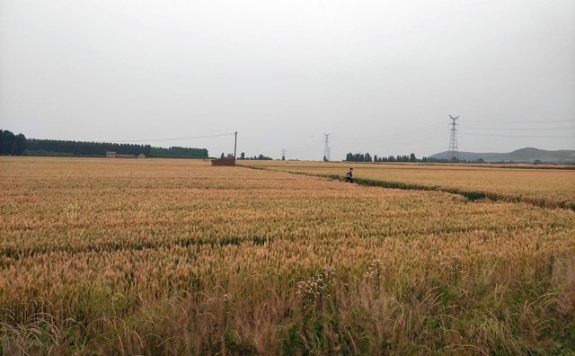 湖北省武漢市2021年度農作物秸稈綜合利用實施方案來啦~~~內含補貼金額 湖北省武漢市2021年度農作物秸稈綜合利用實施方案來啦~~~內含補貼金額