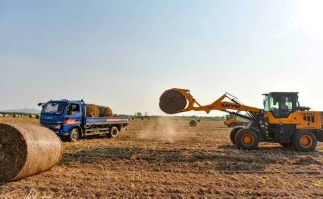 在宿松縣各村高粱種植基地里,村民們搶抓農時收割高粱,田間地頭一派繁忙景象 在宿松縣各村高粱種植基地里,村民們搶抓農時收割高粱,田間地頭一派繁忙景象