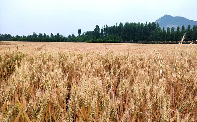 農作物秸稈 農作物秸稈