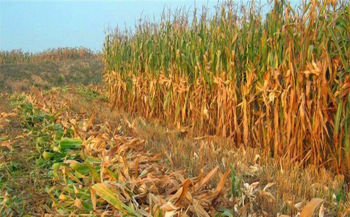 印度秸稈 印度秸稈