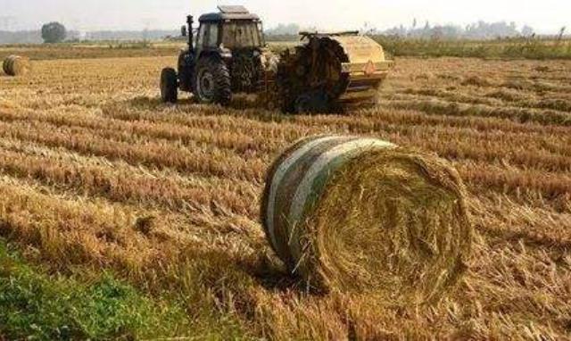 海南農(nóng)作物秸稈 海南農(nóng)作物秸稈