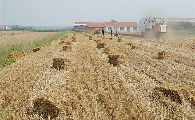 依安縣:秸稈變廢為寶實現(xiàn)生態(tài)經(jīng)濟(jì)雙贏 依安縣:秸稈變廢為寶實現(xiàn)生態(tài)經(jīng)濟(jì)雙贏