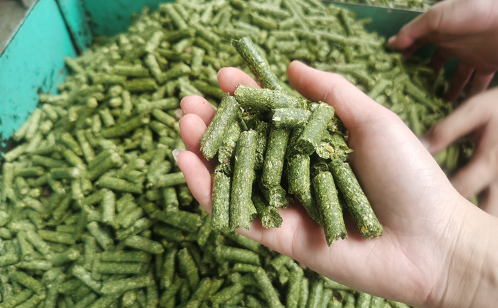 秸稈顆粒機(jī)加工的牧草顆粒 秸稈顆粒機(jī)加工的牧草顆粒